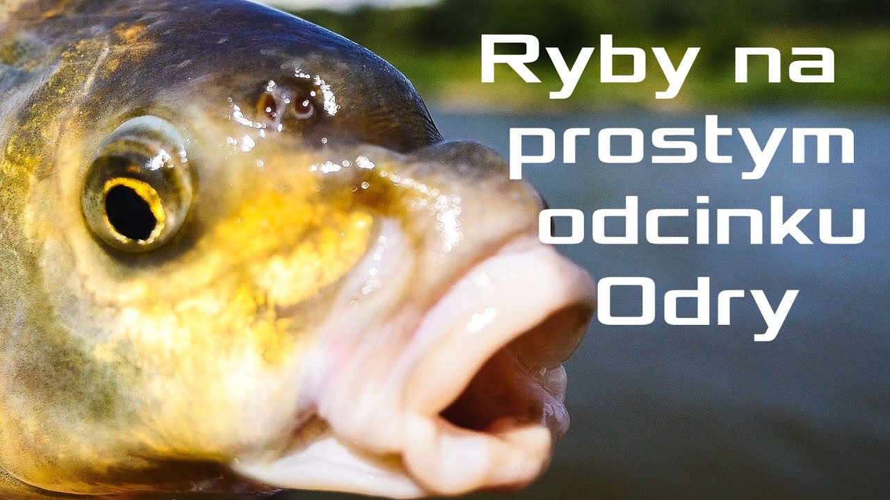 Ryby z prostego odcinka Odry. Łowienie na spławik bolonką. Bogactwo i piękno rzeki.