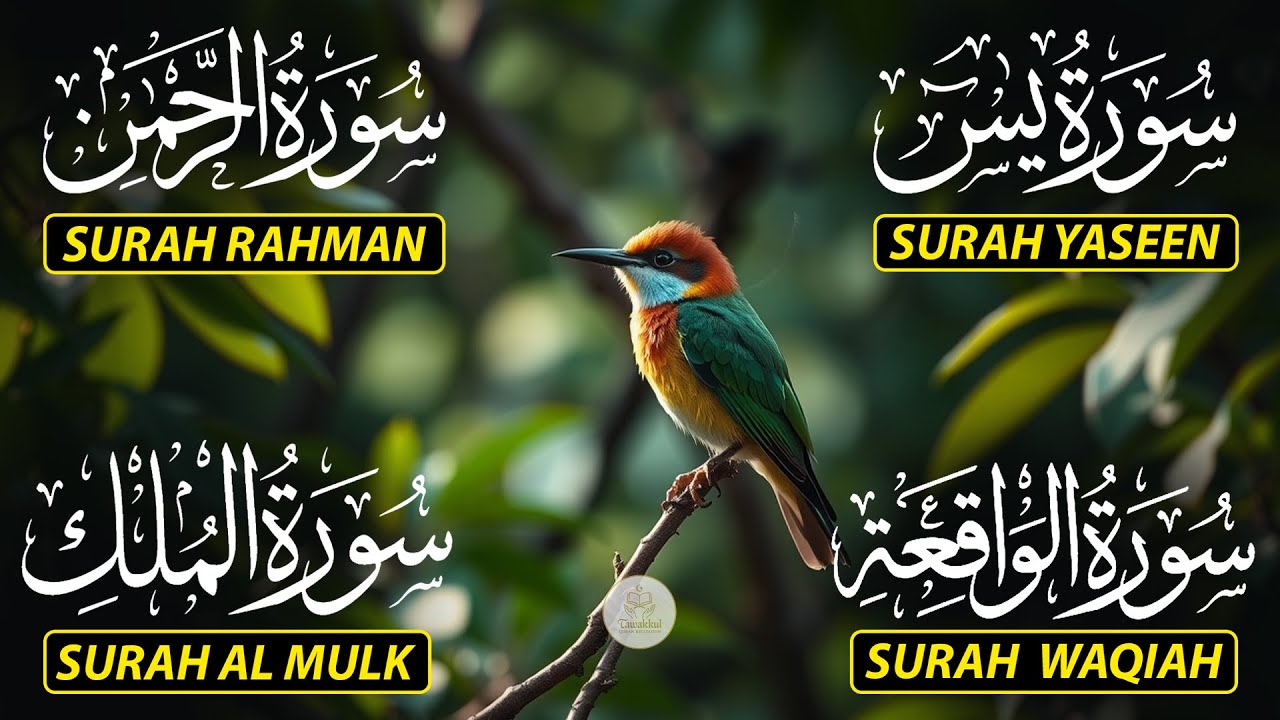 Beautiful Surah Yaseen (Yasin) | Surah Rahman | Surah Waqiah | Surah Mulk