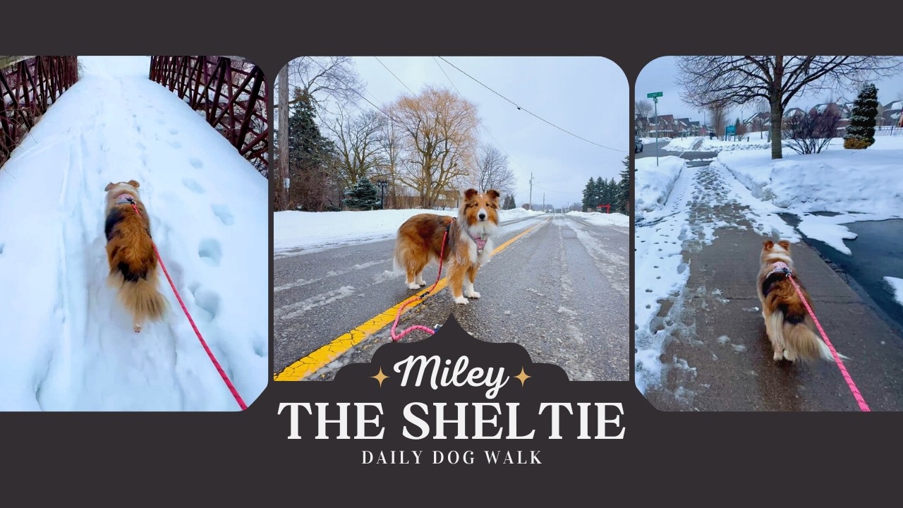 Peaceful Daily Walk With Miley the Sheltie | Grey Skies, Good Company