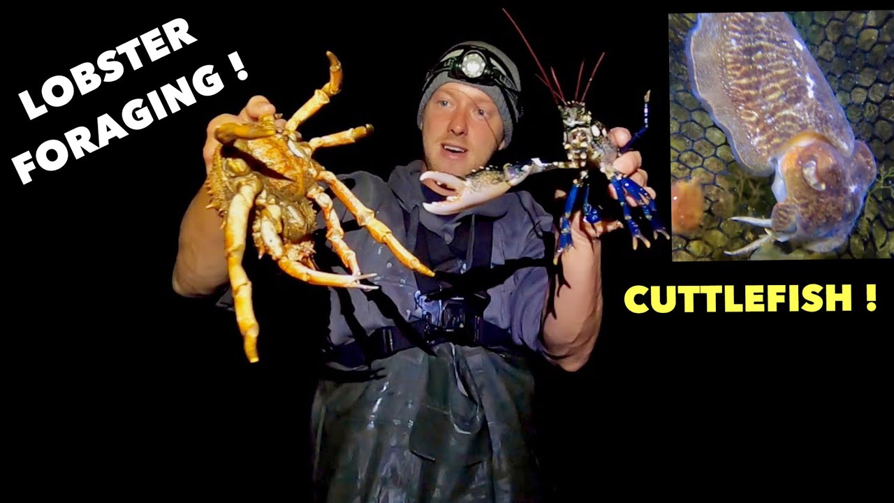 LOBSTER FORAGING - Spidercrab , Cuttlefish , Lots Of Lobsters Night Time COASTAL FORAGING