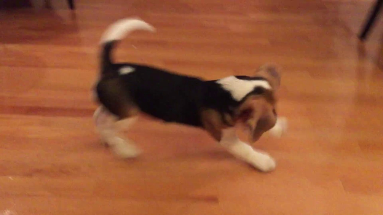Cute beagle puppy playing with his favorite stick