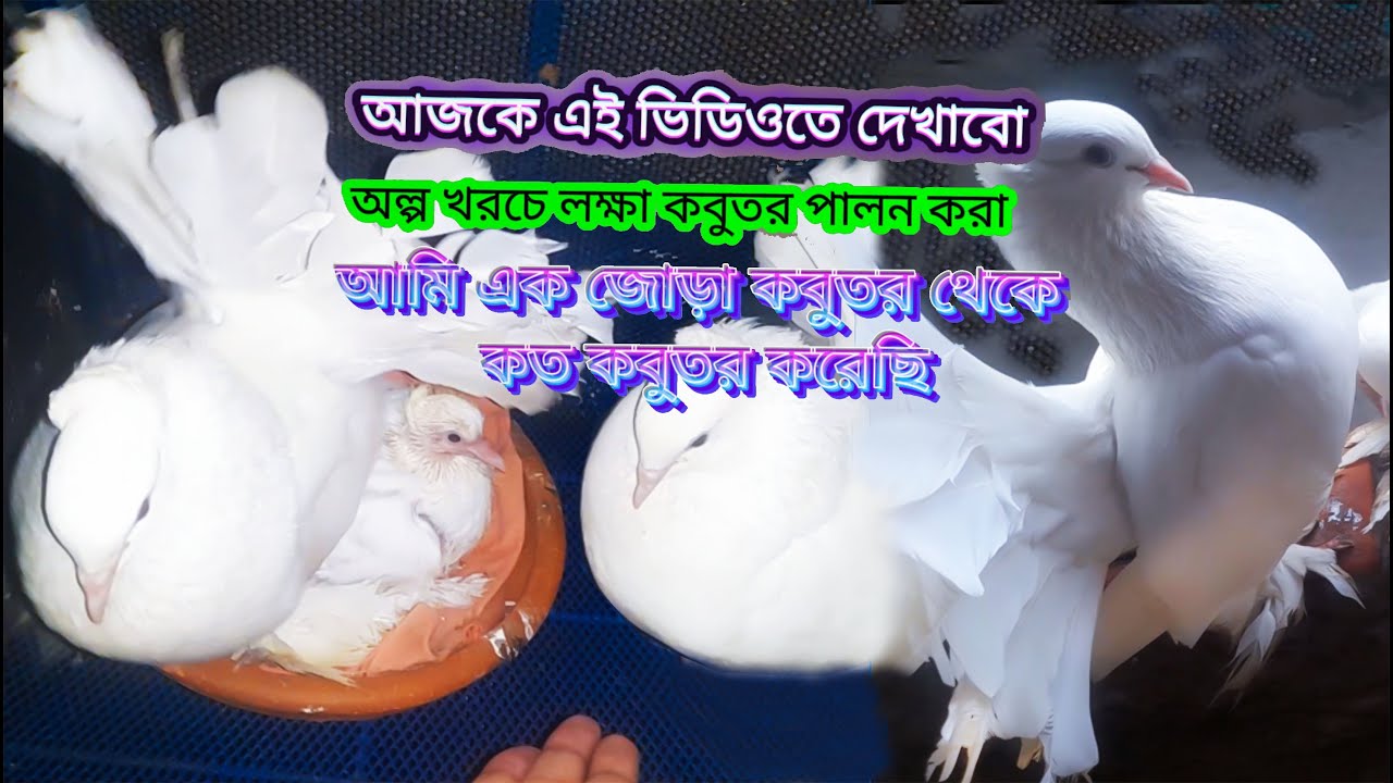 অল্প খরজে কবুতর কি ভাবে পালন করবেন ১০০% গ্যারান্টি দেব লাভবান হবেন  2025 #PigeonIn69