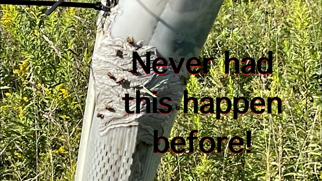 Chestnut Orchard Update