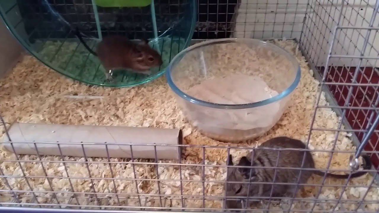 3 baby degus (8 weeks old)