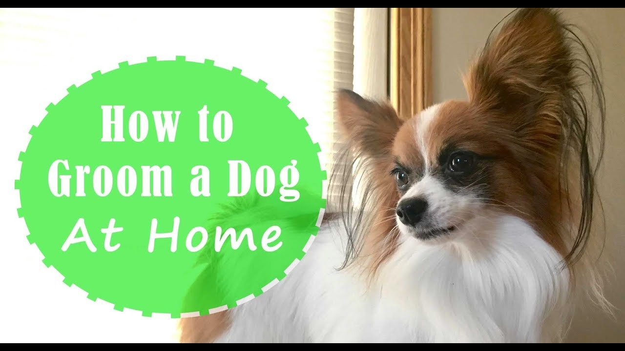 How to Groom a Dog at Home// Brushing, Bathing, and Trimming // Percy the Papillon Dog