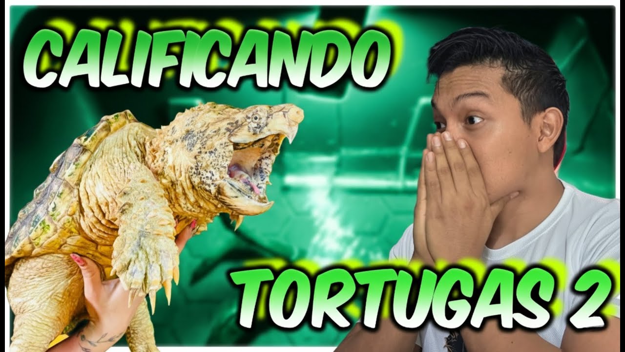 CALIFICANDO las TORTUGAS de MIS SUCRIPTORES PARTE 2 - NOS ENVIARON UNA HIPO!!!