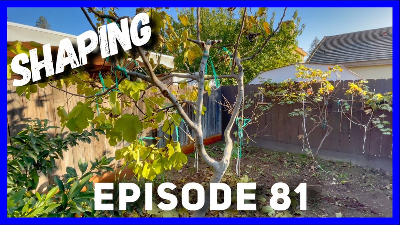 How I Shape My Fig Tree Branches (Ep. 81)