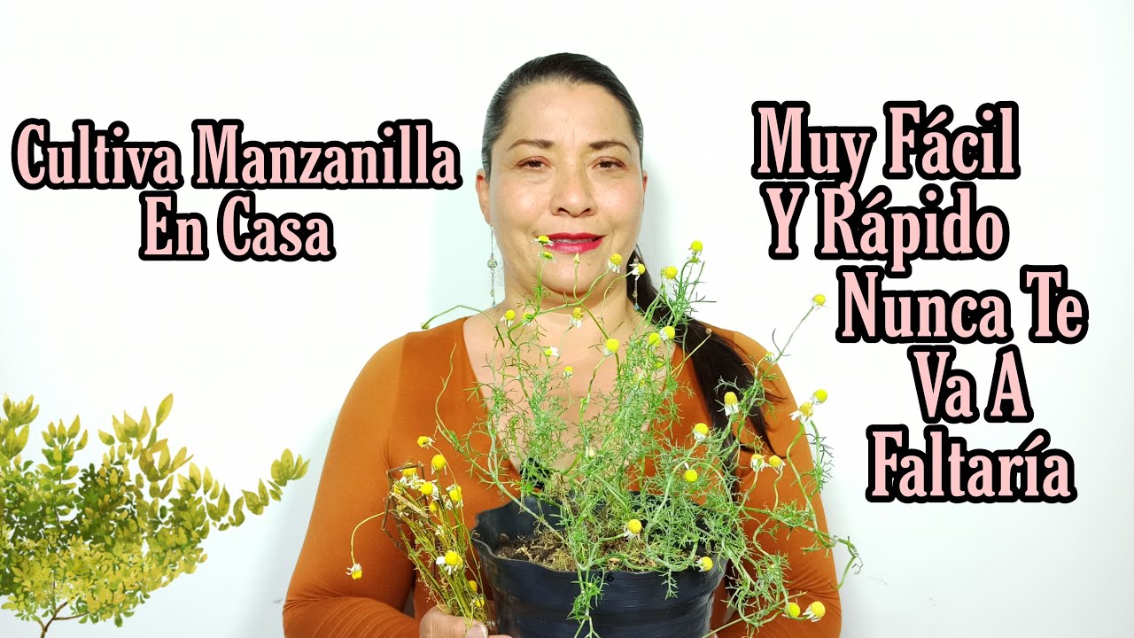 Como Cultivar Manzanilla en Casa FACIL Y RAPIDO