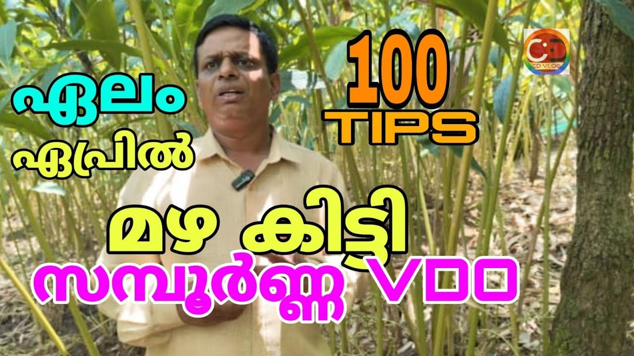 #ഏലം / മഴ കിട്ടി / ഏപ്രിൽ  / സമ്പൂർണ്ണ VDO / ചിമ്പുണ്ടാകാൻ Tips / കായ് പൊഴിച്ചിൽ തടയാം / Dr.Sudhakar