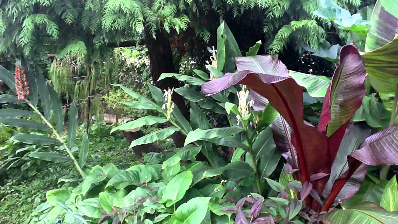 2011-09-11 - Will Giles - The Exotic Garden in Norfolk - Part 2