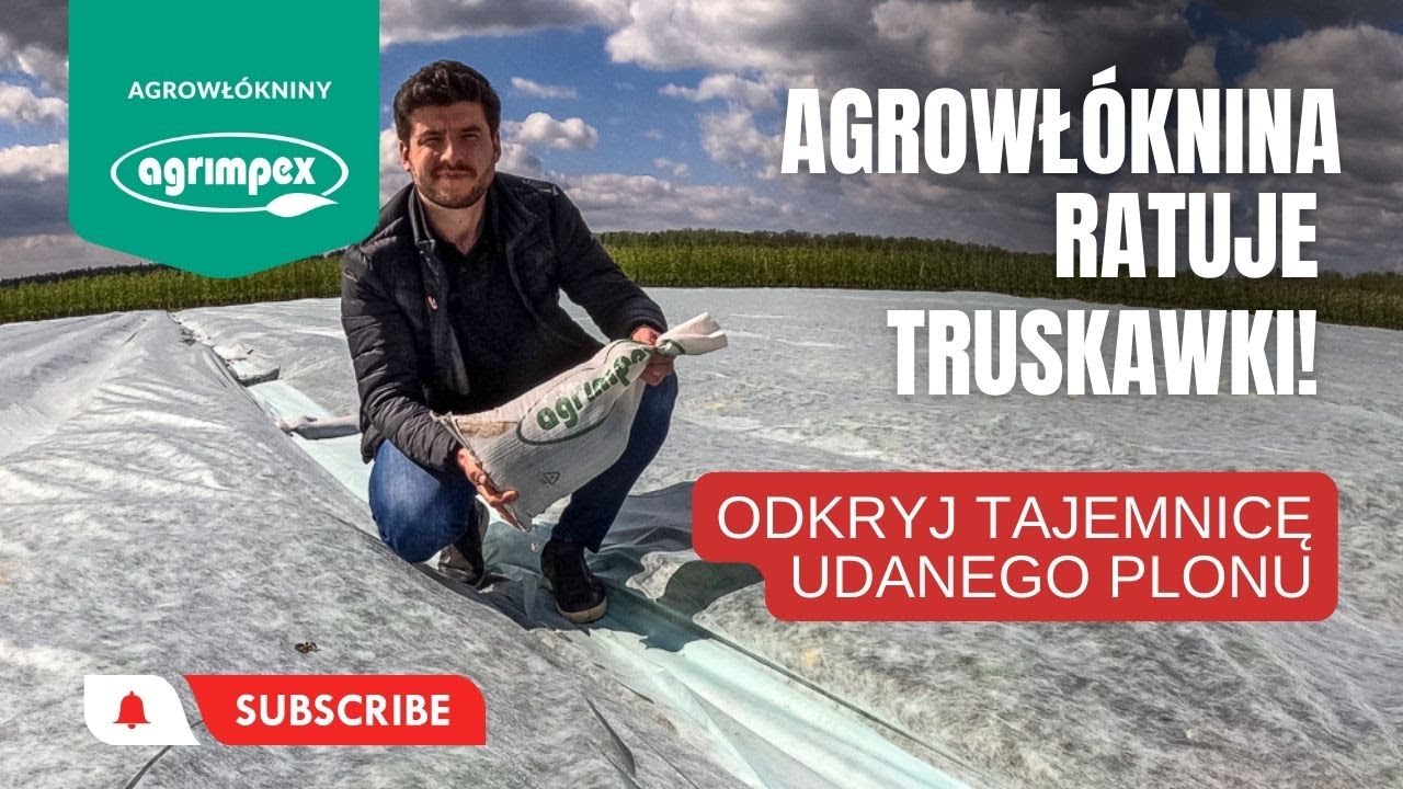Jak Agrowłóknina ratuje truskawki