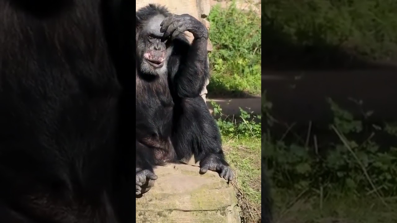 "El hombre que intento Crear un Hibrido entre Humanos y Chimpances"