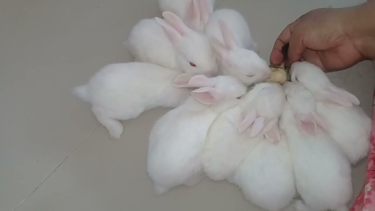 baby rabbit diet😍😍😍