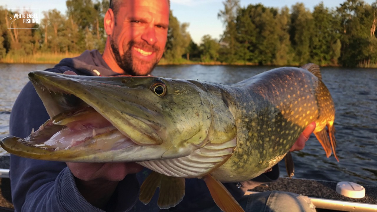 Trolling for BIG pike in super clear water