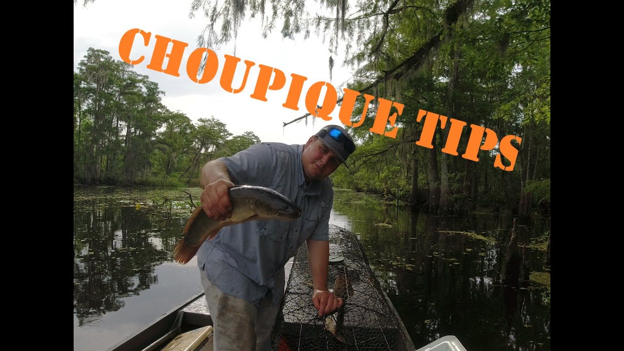 Catching Bowfin Choupique in wire nets Catch, Clean, and Cook tips