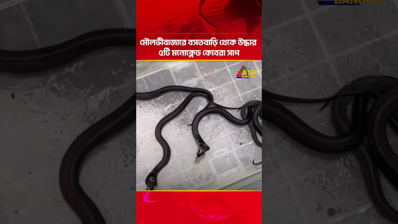 মৌলভীবাজারে বসতবাড়ি থেকে উদ্ধার ৫টি মনোক্লেড কোবরা সাপ | ATN Bangla News