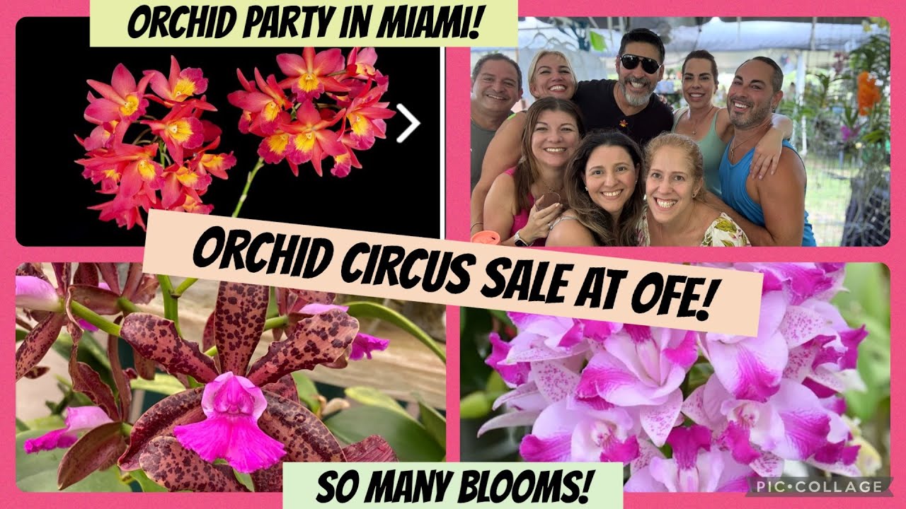 An over the top 🎪 orchid fair- Miami May 2025- crazy good orchid blooms!