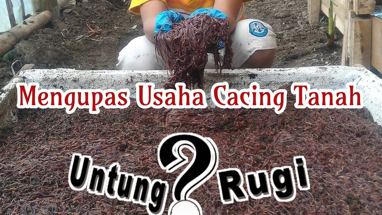 Mengupas Budidaya cacing tanah