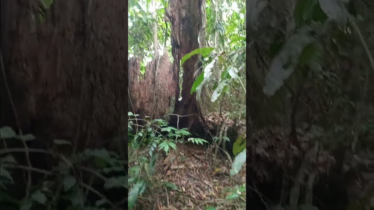Sitio descanso do gerreiro  muito medo da onça preta