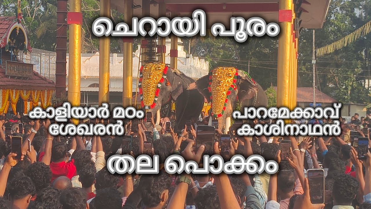 🔥ചെറായി പൂരം🔥 തലപൊക്കം 🔥തെക്കേ ചേരുവാരത്തിൻ്റെ 🐘കാളിയാർ മഠം ശേഖരൻ 🐘തിടമ്പേറ്റി