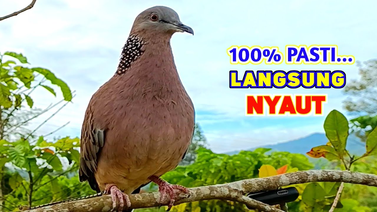 Suara Burung Tekukur Pikat Gacor Memanggil Teman Supaya Bunyi