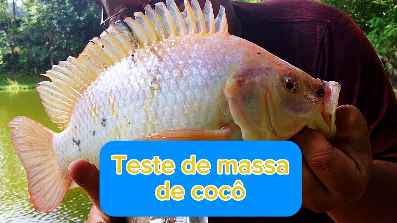 Teste da massa de cocô para tilapias