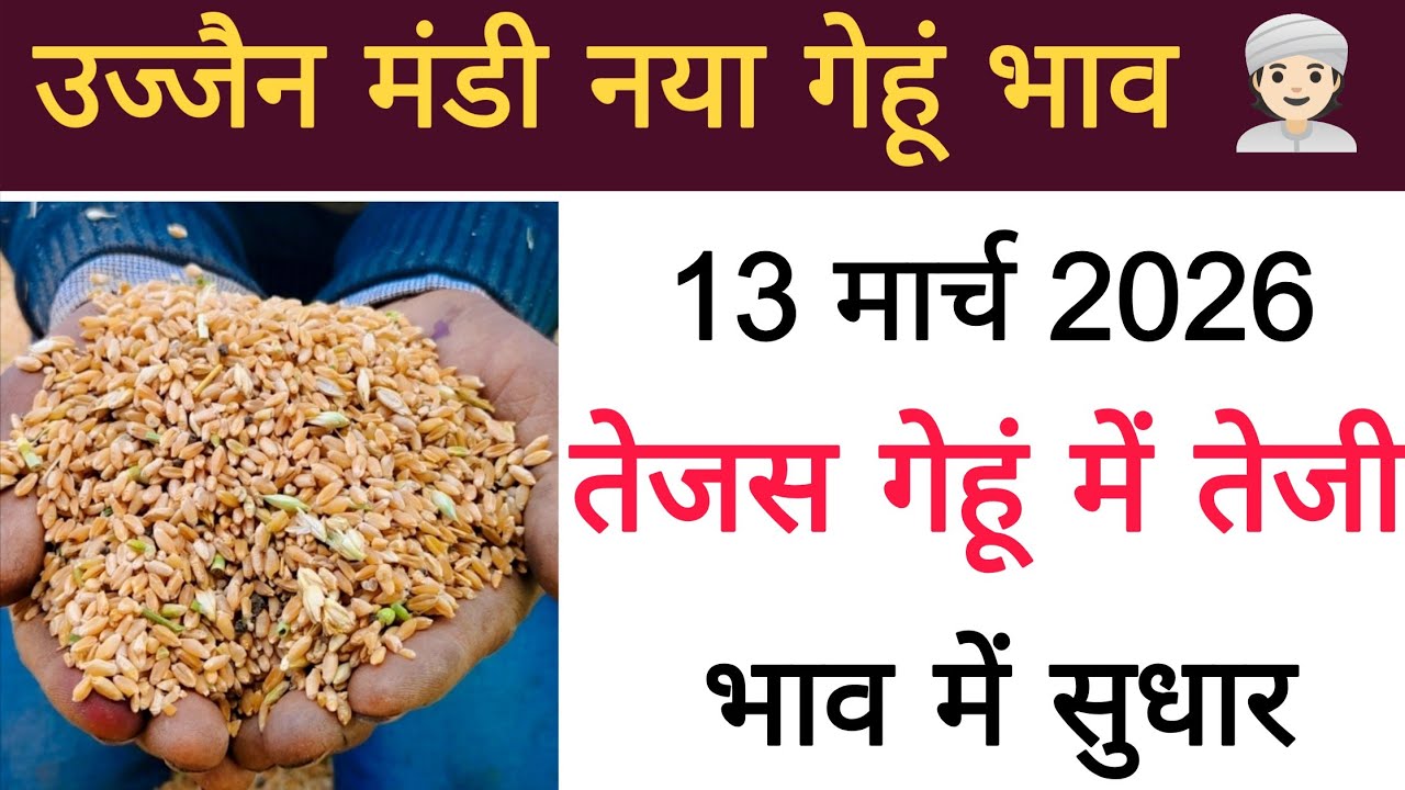 नया गेहुं भाव 13 मार्च 2026 : gehu bhav ujjain Mandi : gehu live bhav ujjain Mandi