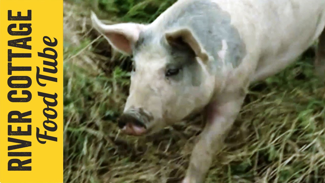 Keeping Pigs - Part 1 | Hugh Fearnley-Whittingstall