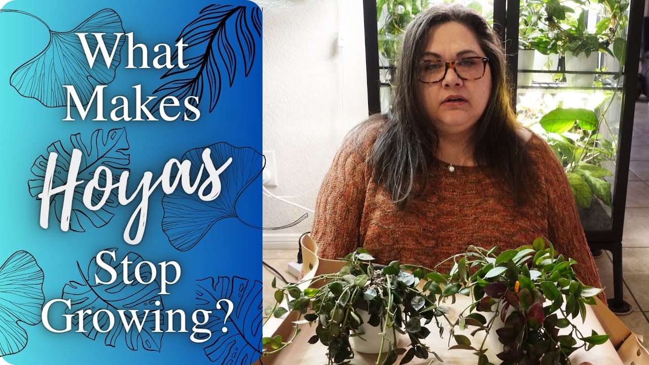 Why Do Hoyas stop growing?  Explore Reasons and Learn what to do!