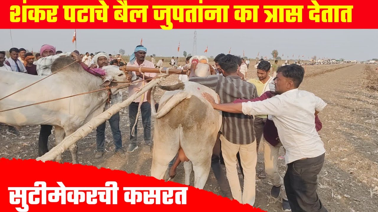 शंकर पटाचे बैल सुटीमेकरांना का त्रास देतात 