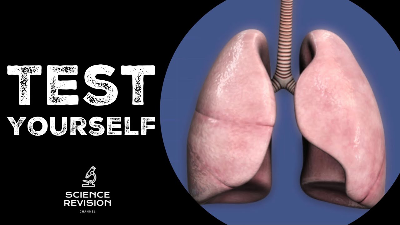 GCSE Science Biology (9-1) - Lungs and Gas Exchange - Test Yourself