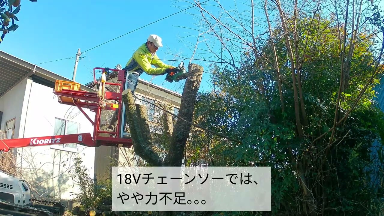 2026.1.24 実家にある柿の木の伐採 No.2