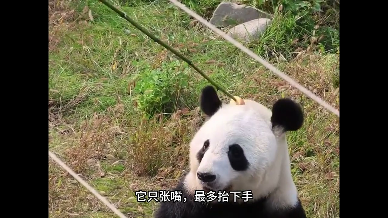 大熊猫秦秦，到点自己开门上班，饲养员敲门还会给她开门。 #大熊猫秦秦 #大熊猫秦大朵 #来这吸熊猫