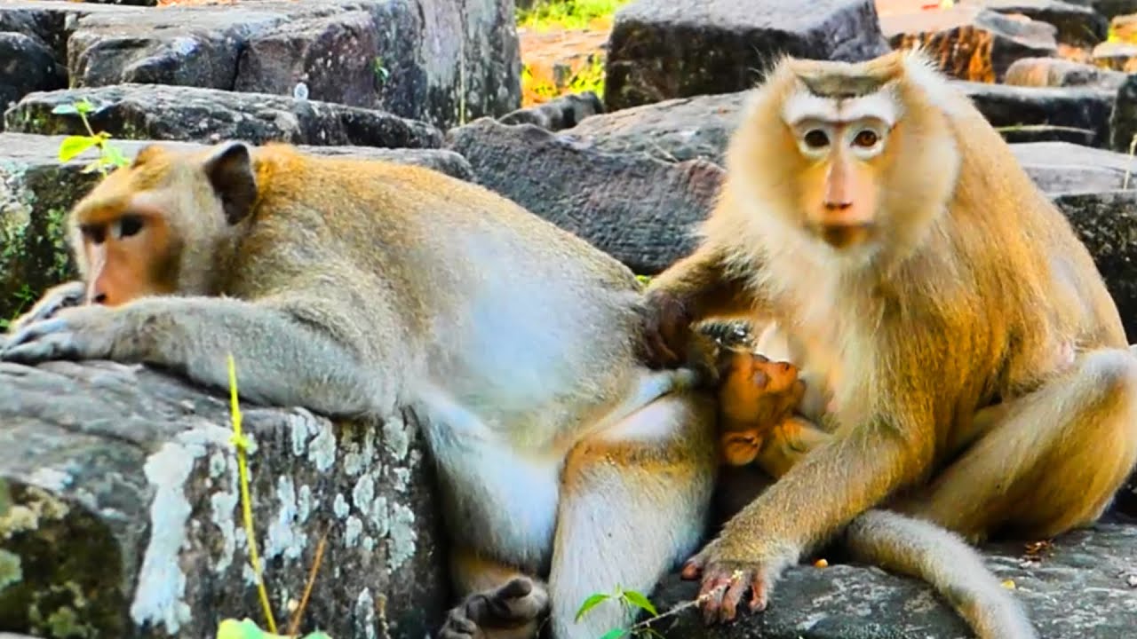 Rose hugged her baby Rina and helped massage the king monkey. Mark is so sweet 💞🐒