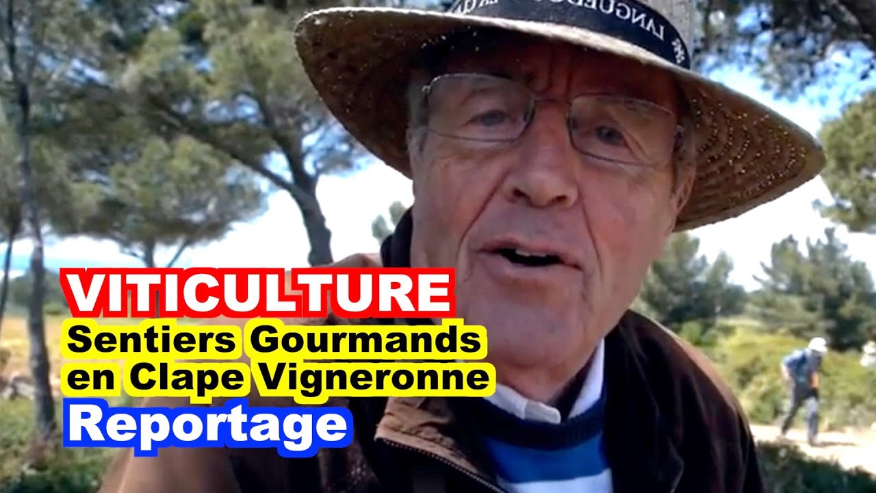 VITICULTURE : 10ème Sentiers Gourmands en Clape Vigneronne (le reportage)