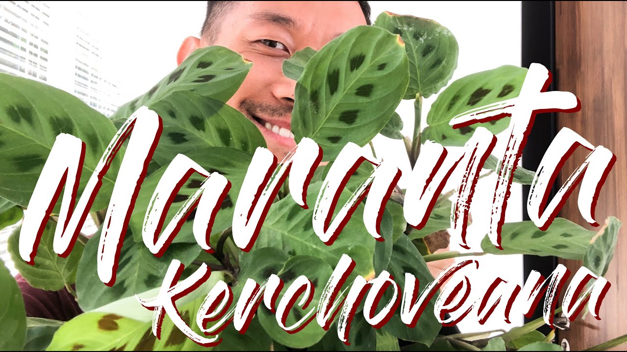 Maranta Kerchoveana Care and Propagation (With updates!)