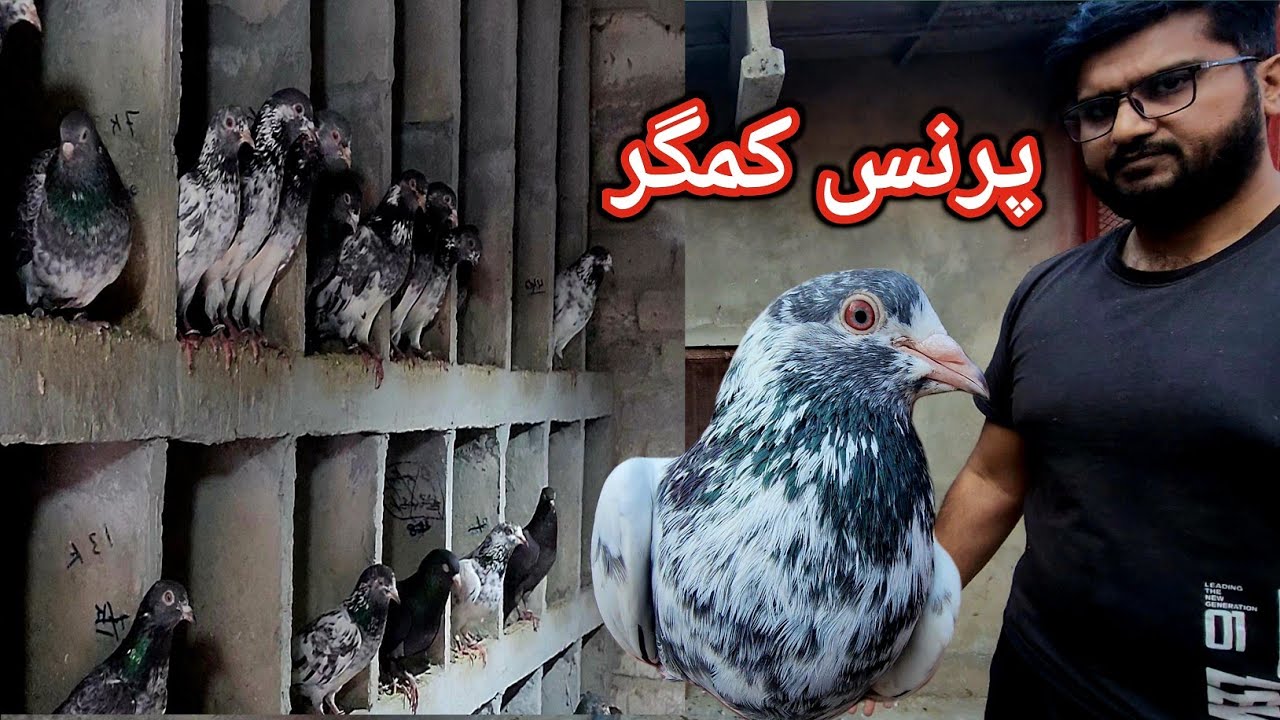 Very beautiful Prince Kamagar Pigeons
