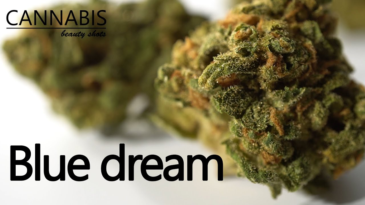 Blue dream -  SQDC CANNABIS