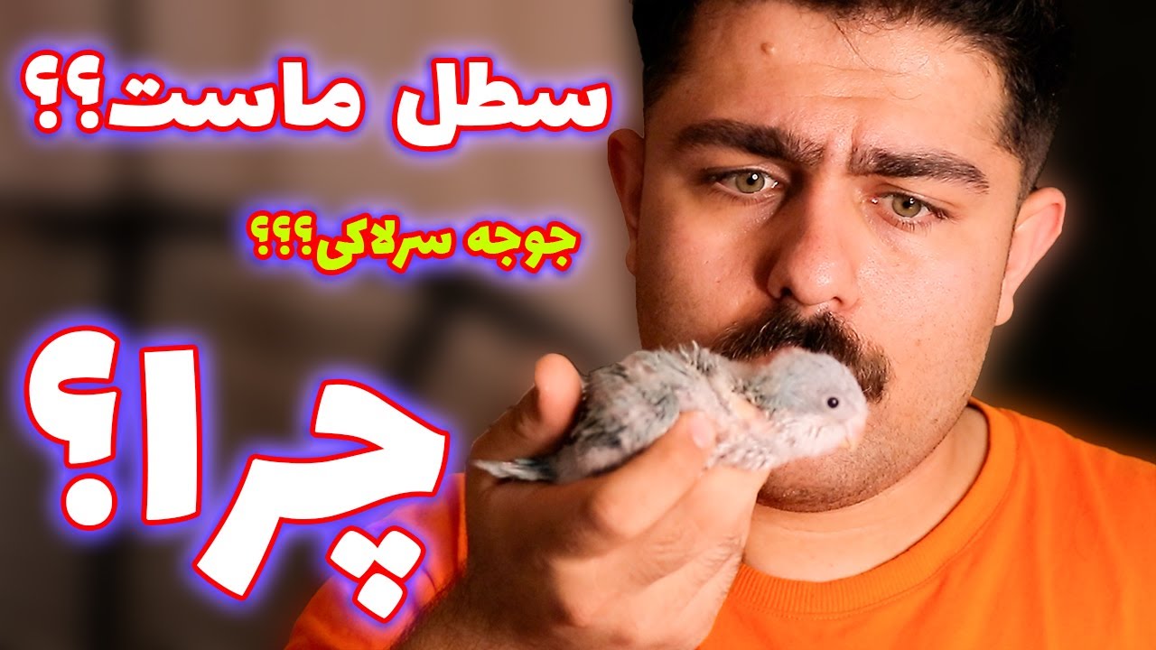 باکس نگهداری از جوجه طوطی سرلاکی تا دوخور شدن (در دمای مناسب)