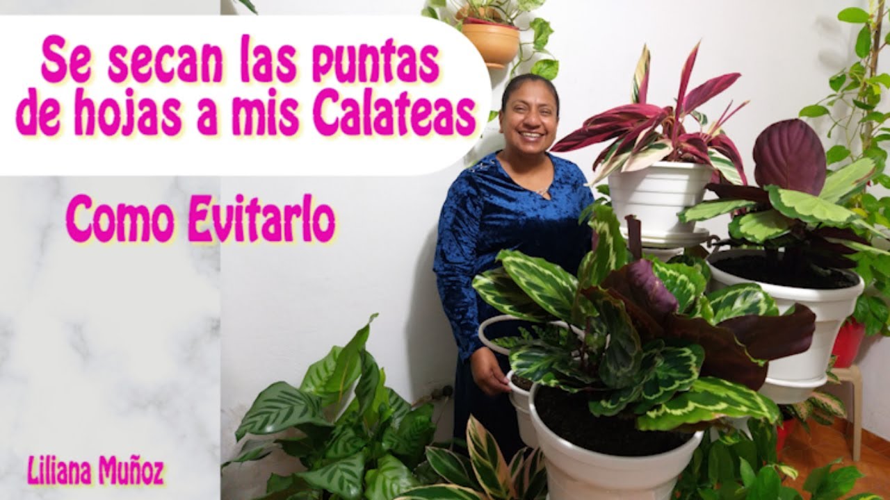 SE SECAN LAS PUNTAS DE HOJAS  A MIS CALATEAS, COMO EVITARLO / Liliana Muñoz