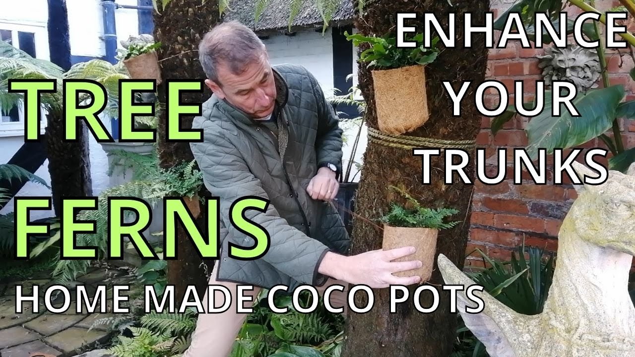 TREE FERNS GARDEN DESIGN IDEA how to enhance your tree fern trunk tree fern care