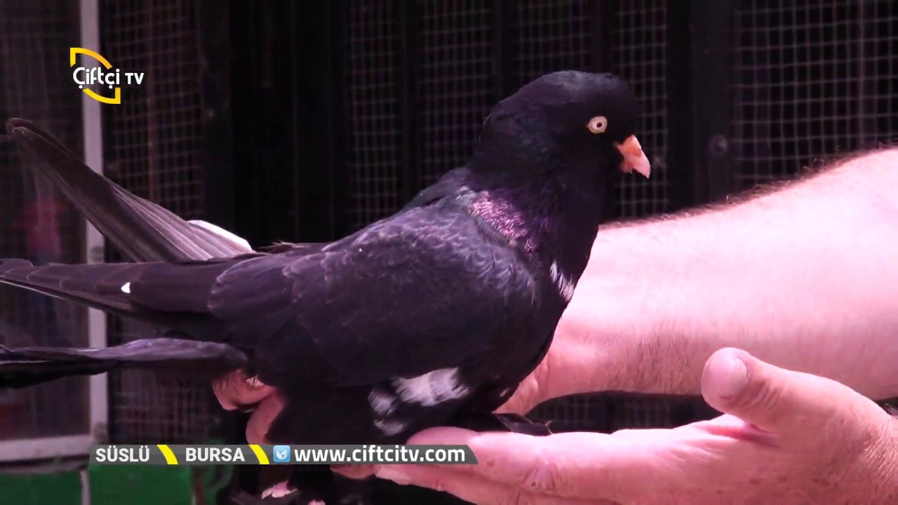 Aslanbaş Türü Güvercin Yetiştiriciliği - Süslü / Çiftçi TV