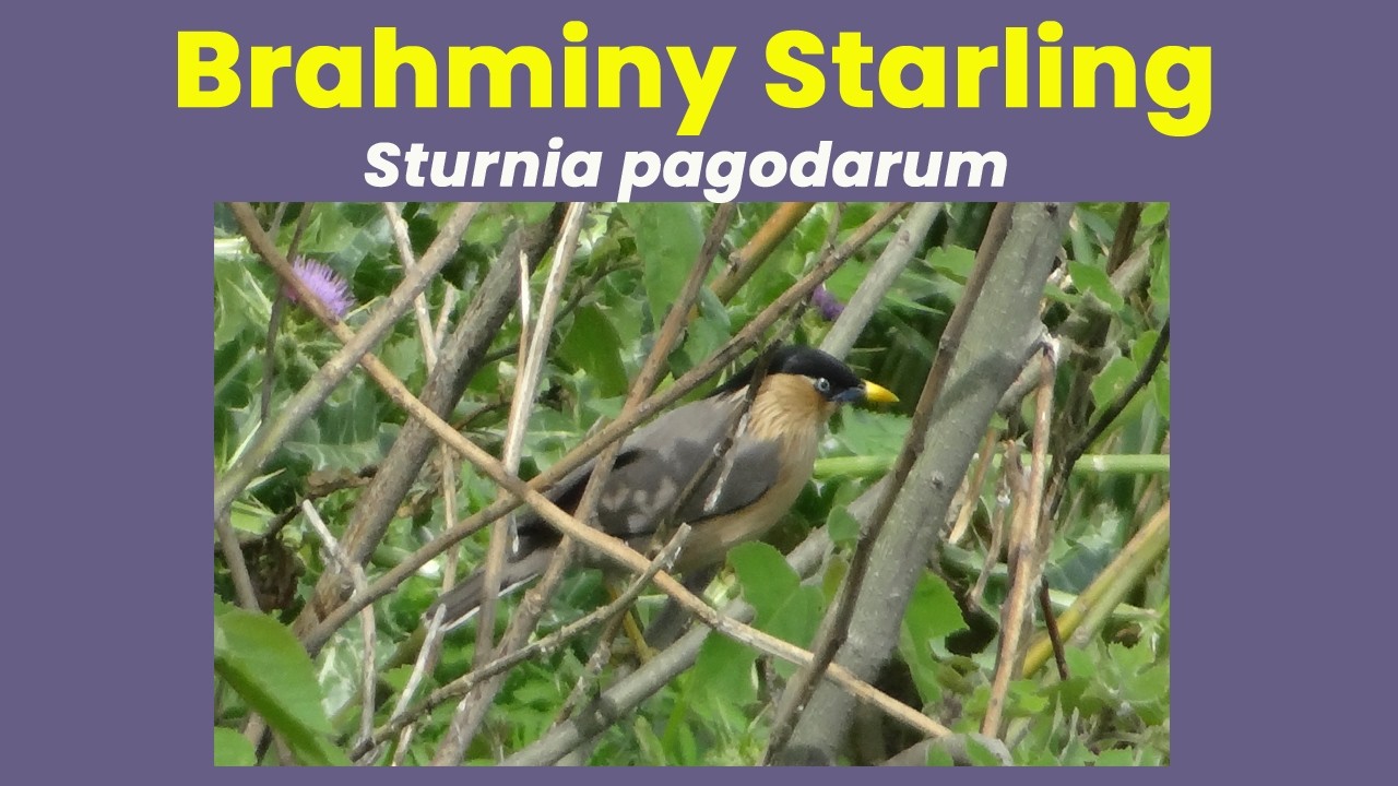 Brahminy Starling (Sturnia pagodarum) | Seasonal Occurrence & Bioacoustic Analysis | Jagal, Pakistan
