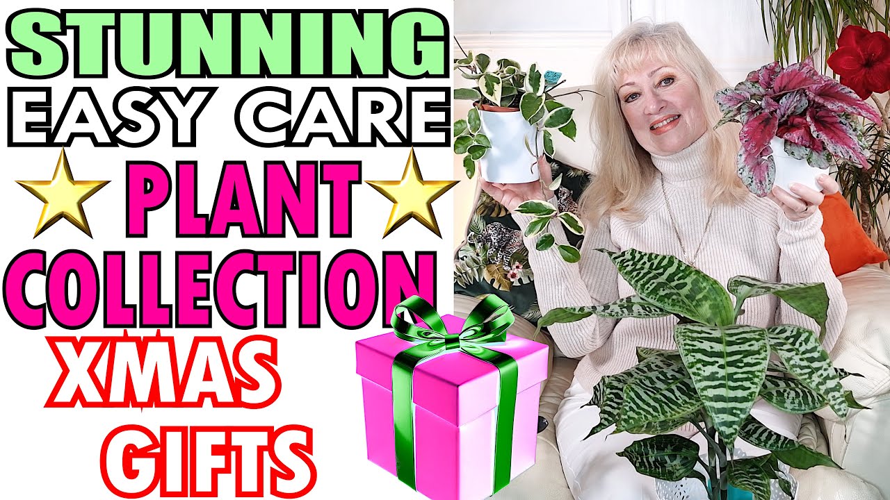 12+ STUNNING EASY CARE Plants For Xmas Gift Ideas | BEST Easy to Care For Houseplant GIFTS 🎀🎁🎄