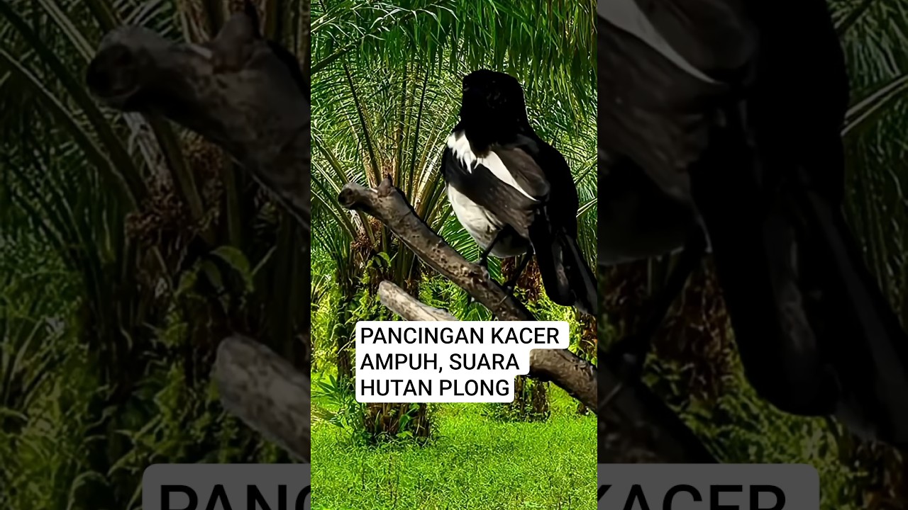 PANCINGAN KACER SUARA BETINA MEMANGGIL JANTAN 