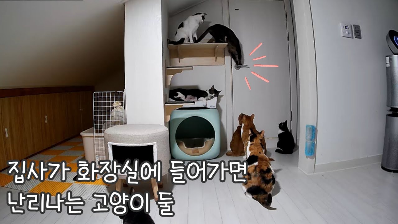 집사가 화장실에 들어가면 난리나는 고양이 둘