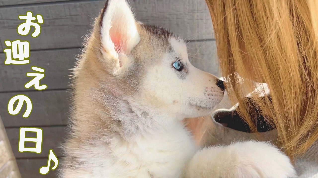 【 お迎え初日 】生後2カ月の子犬ハスキーがやってきた♪ハスキーの多頭飼いスタート♪