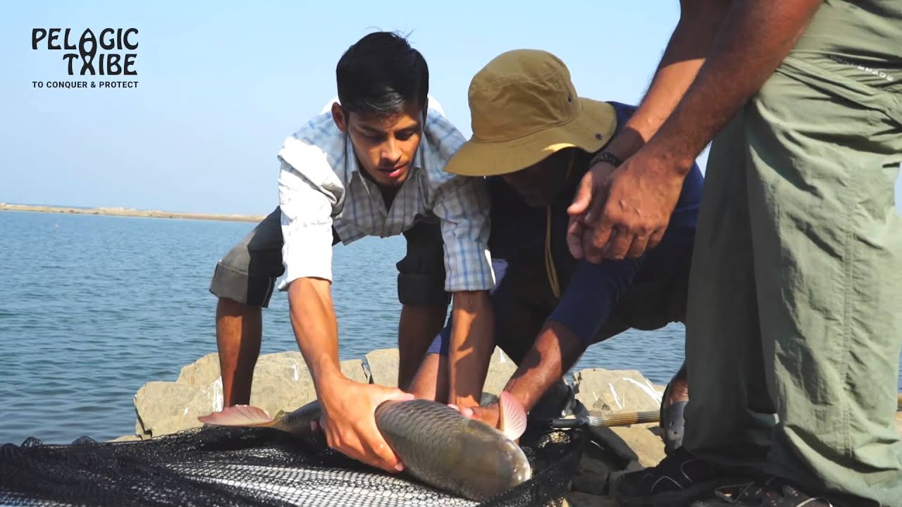 Pelagic Tribe - Catching a Carp