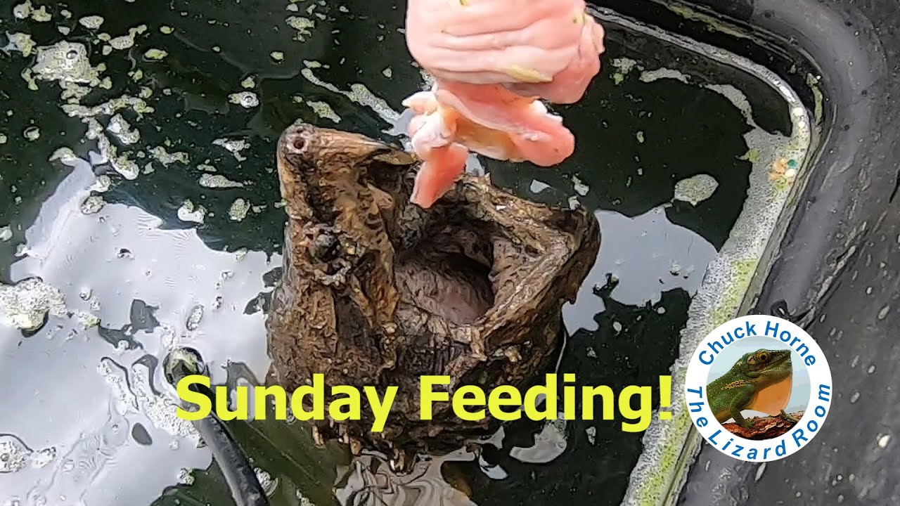 Alligator Snapping Turtle and Mangrove Monitor Feeding!
