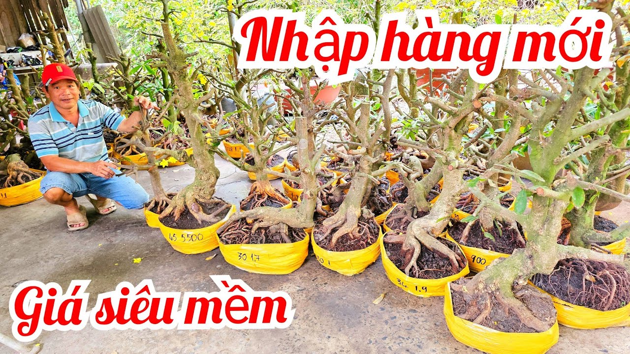 A. Minh 📲 0339417719 khui vườn mai mới mai Đế VIP mai giảo Thủ Đức giá rẻ 12/3 (@MaivàngQuêdừa)